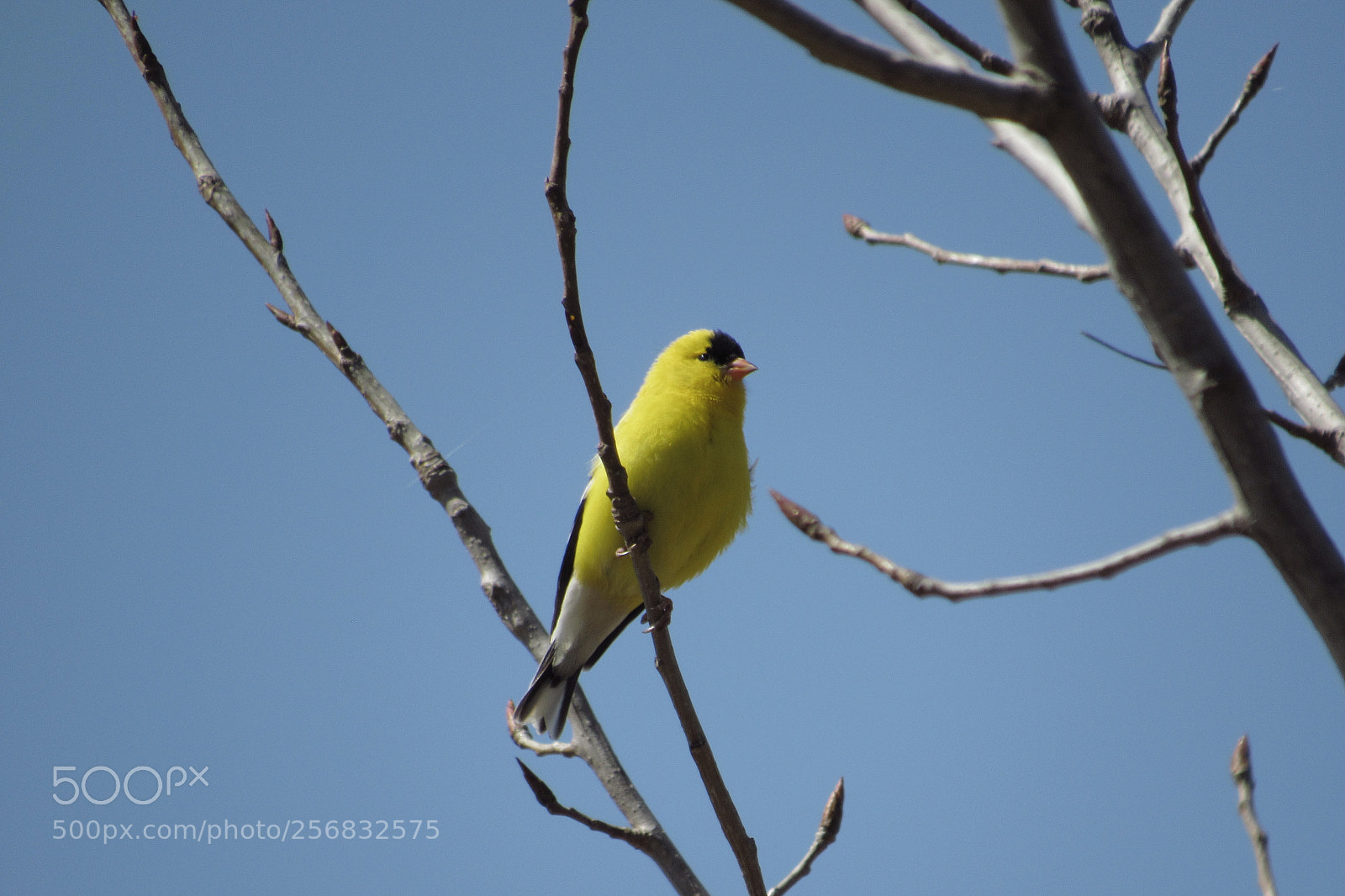 Canon PowerShot SX530 HS sample photo. Yellow bird photography