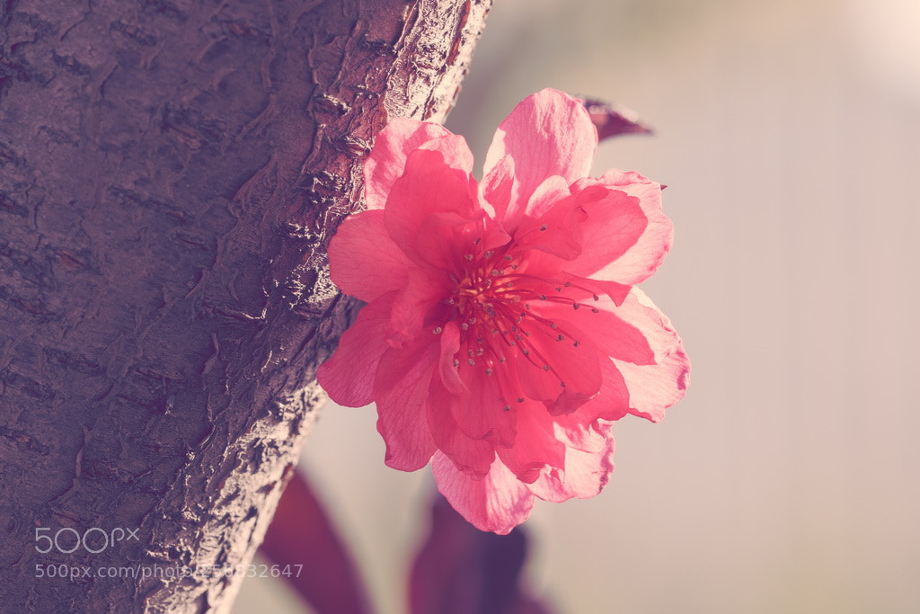 Canon EOS 70D sample photo. Warming red photography