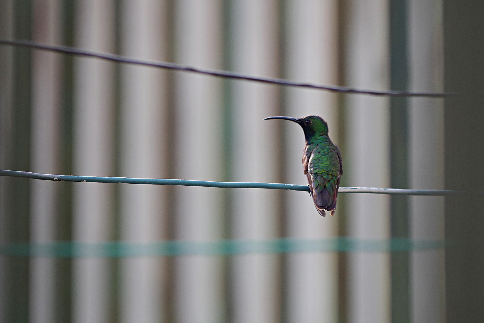 Pentax smc DA* 300mm F4.0 ED (IF) SDM sample photo. Líneas photography