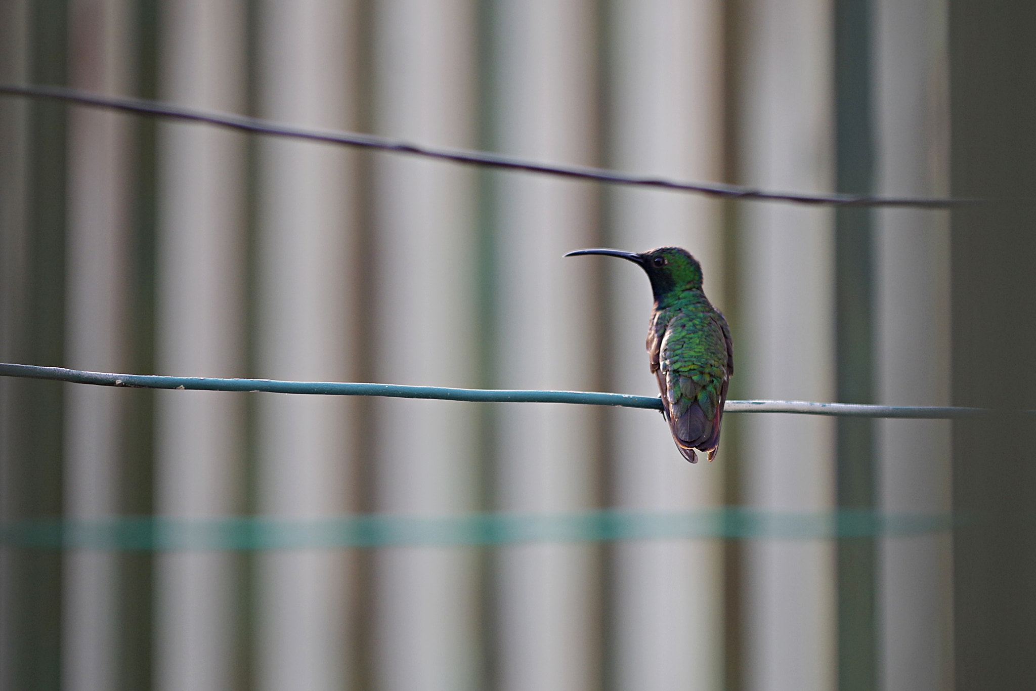 Pentax K-S2 + Pentax smc DA* 300mm F4.0 ED (IF) SDM sample photo. Líneas photography