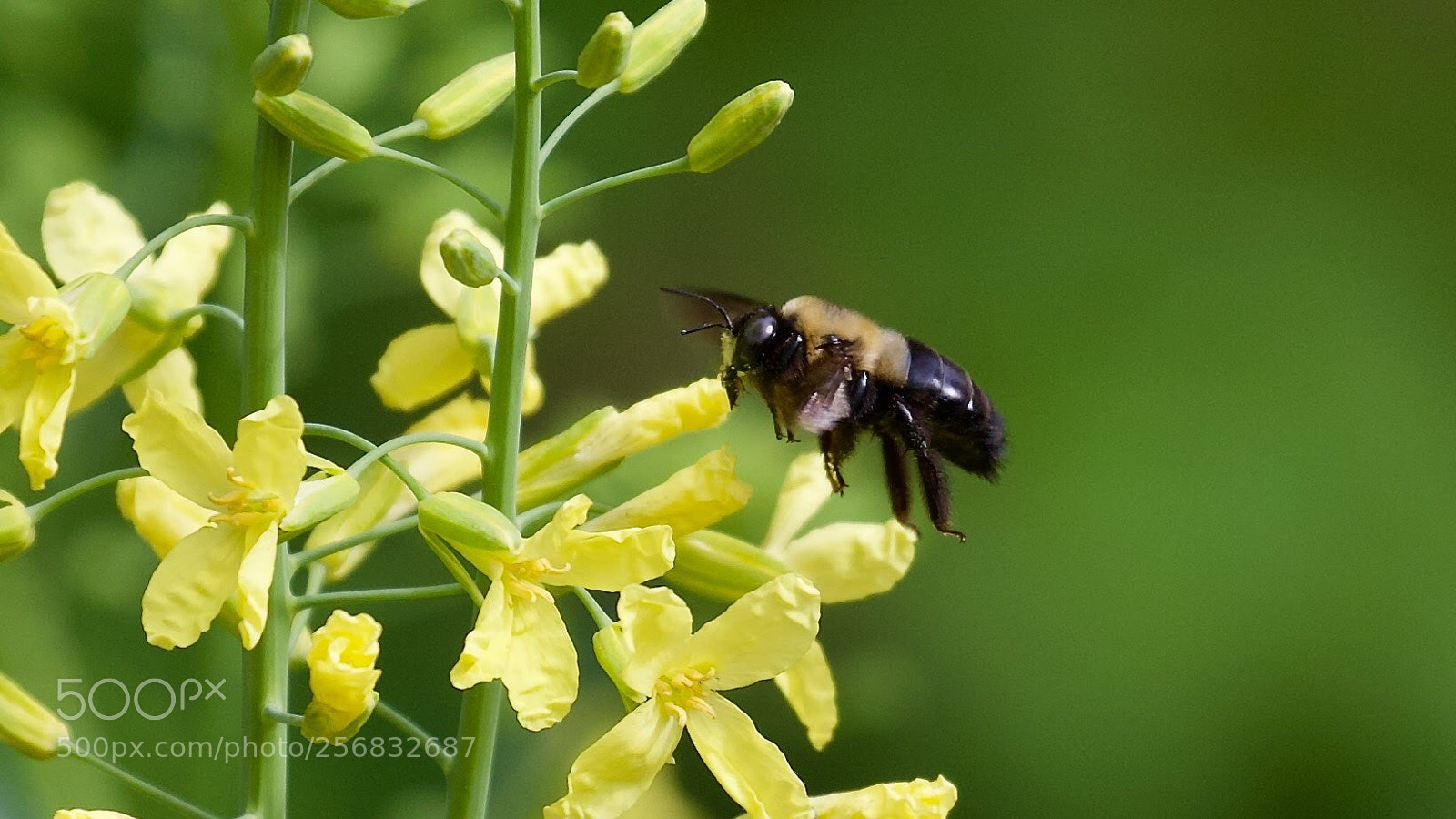 Canon EOS-1D X sample photo. Beautiful...  photography