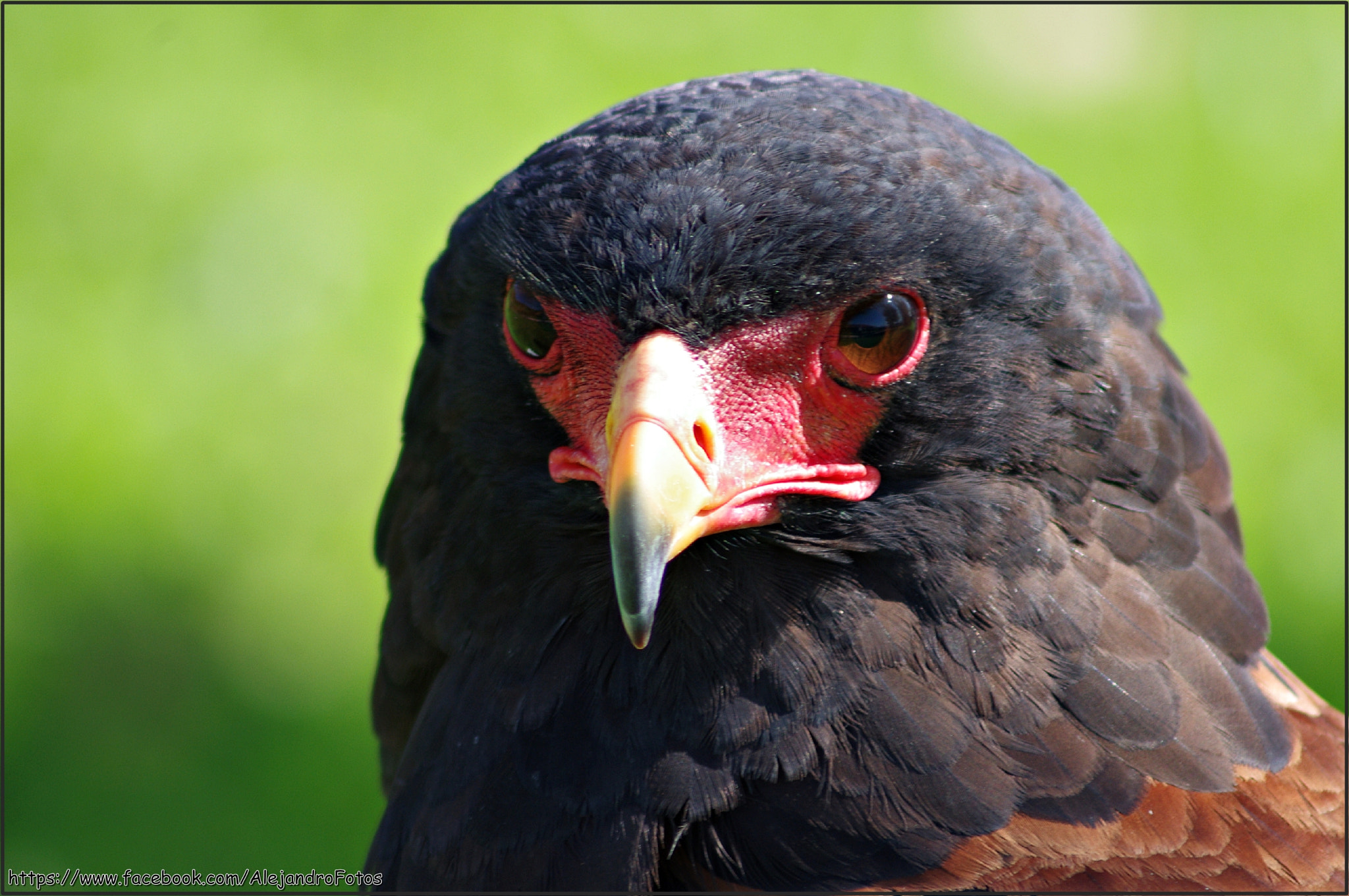 Tamron AF 70-300mm F4-5.6 LD Macro 1:2 sample photo. Águila volatinera (terathopius ecaudatus) photography