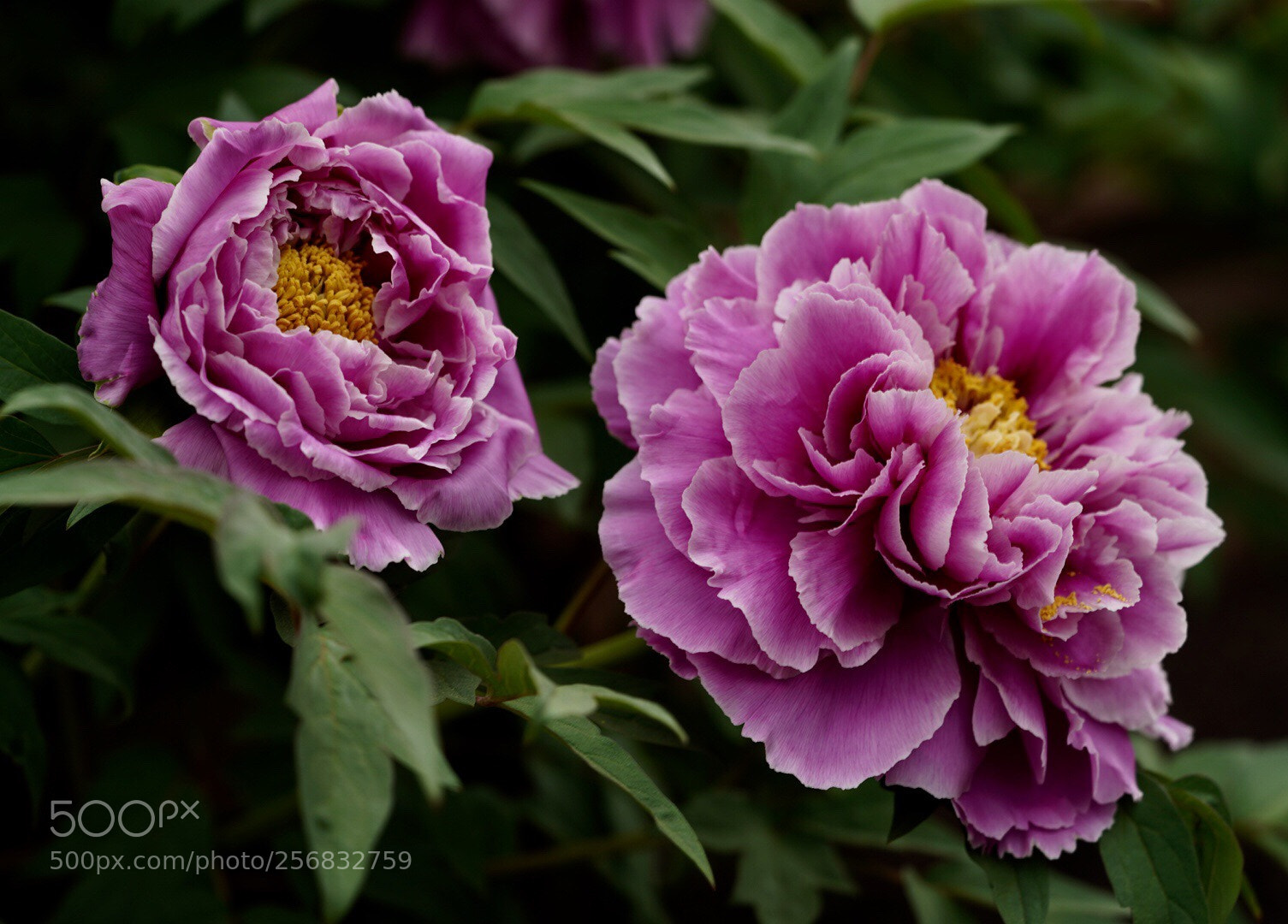 Sony a7R III sample photo. Wood peony  photography