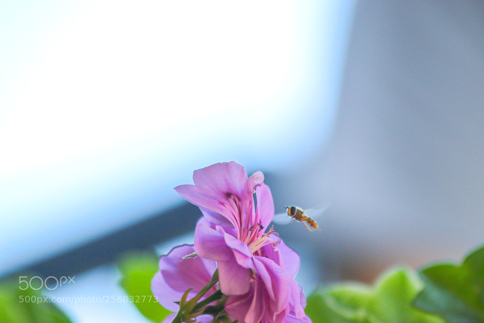 Canon EOS 70D sample photo. Flower with bee photography