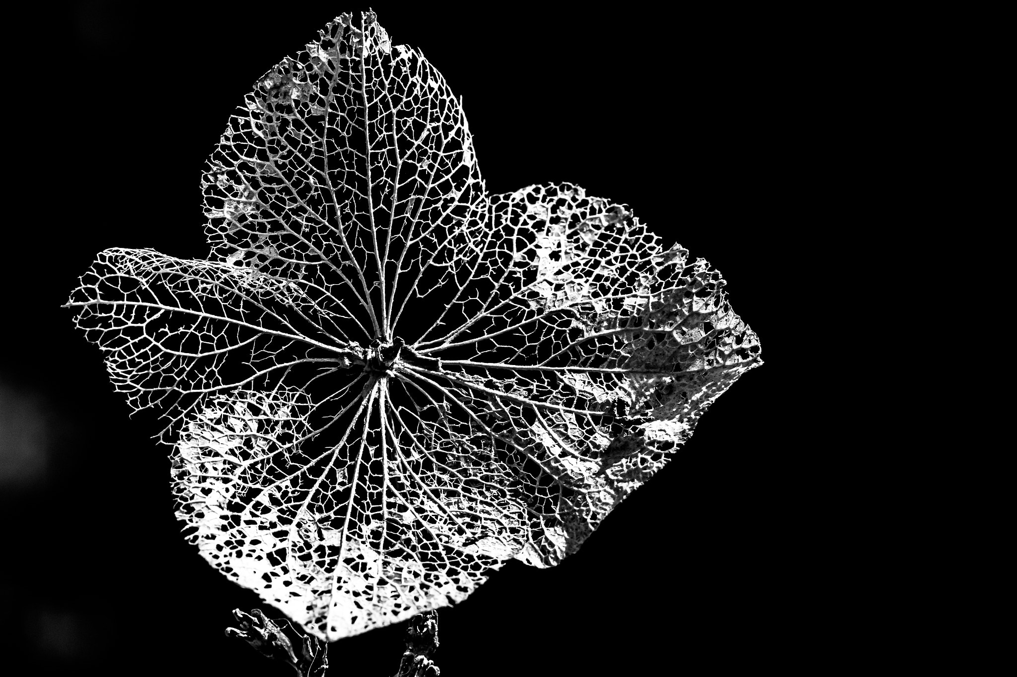 Pentax K-1 Mark II sample photo. Leaf skeleton photography