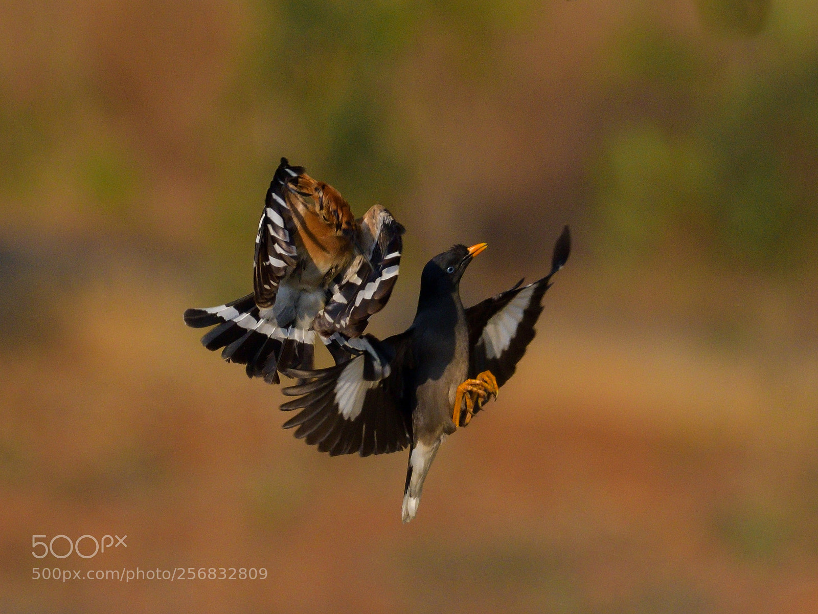 Nikon D500 sample photo. Hoopoe & jungle myna photography
