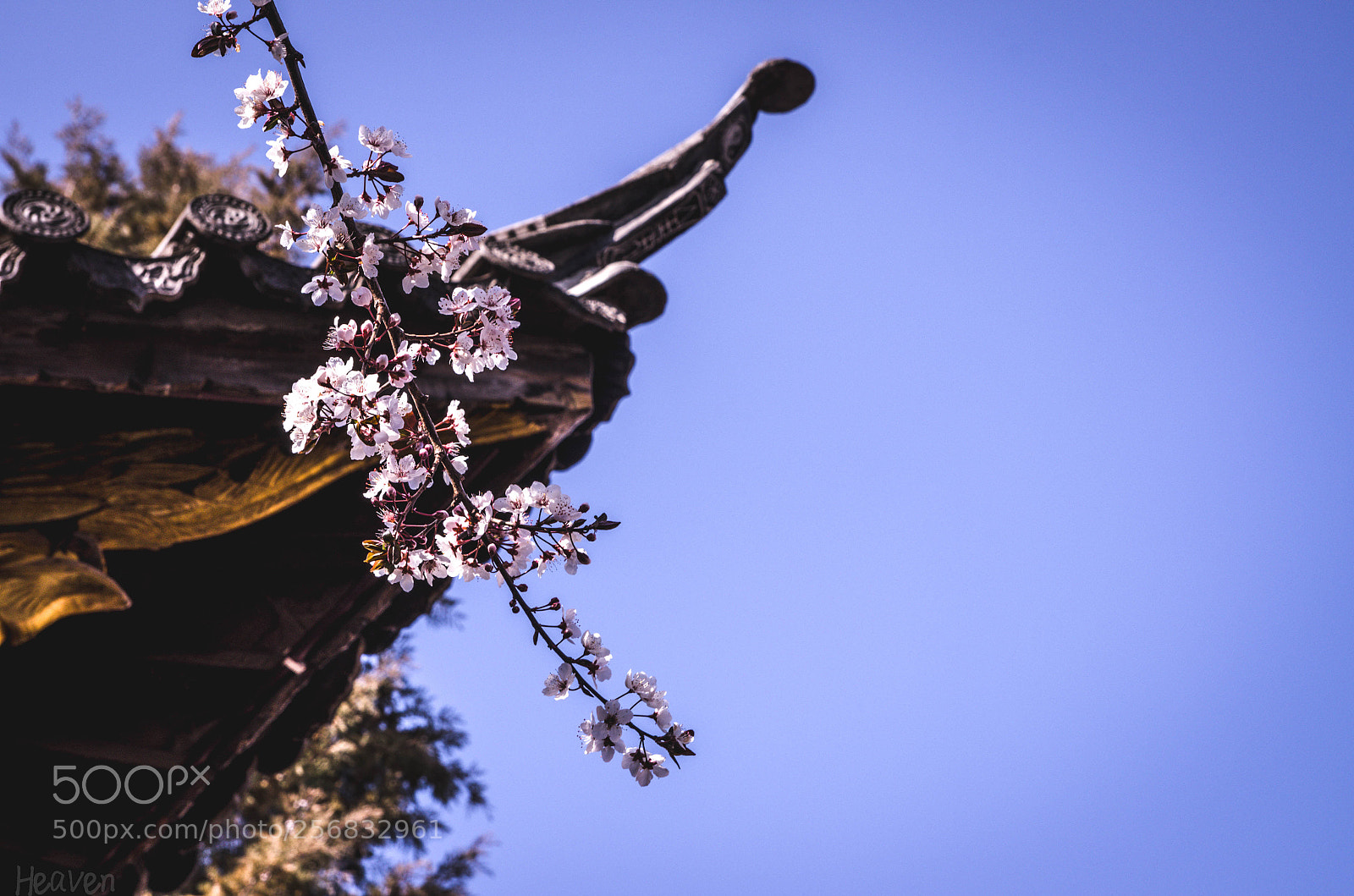 Pentax K-5 sample photo. 一抹桃色 photography