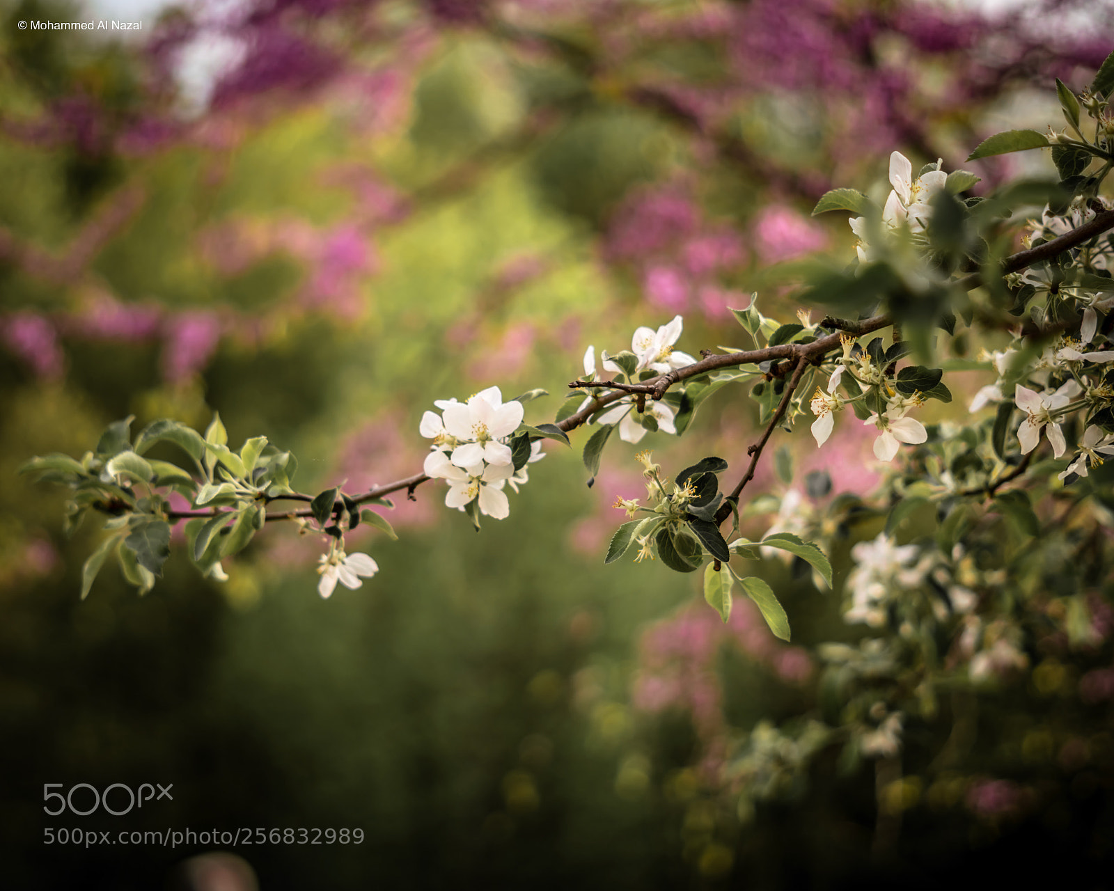 Sony a6300 sample photo. Spring photography