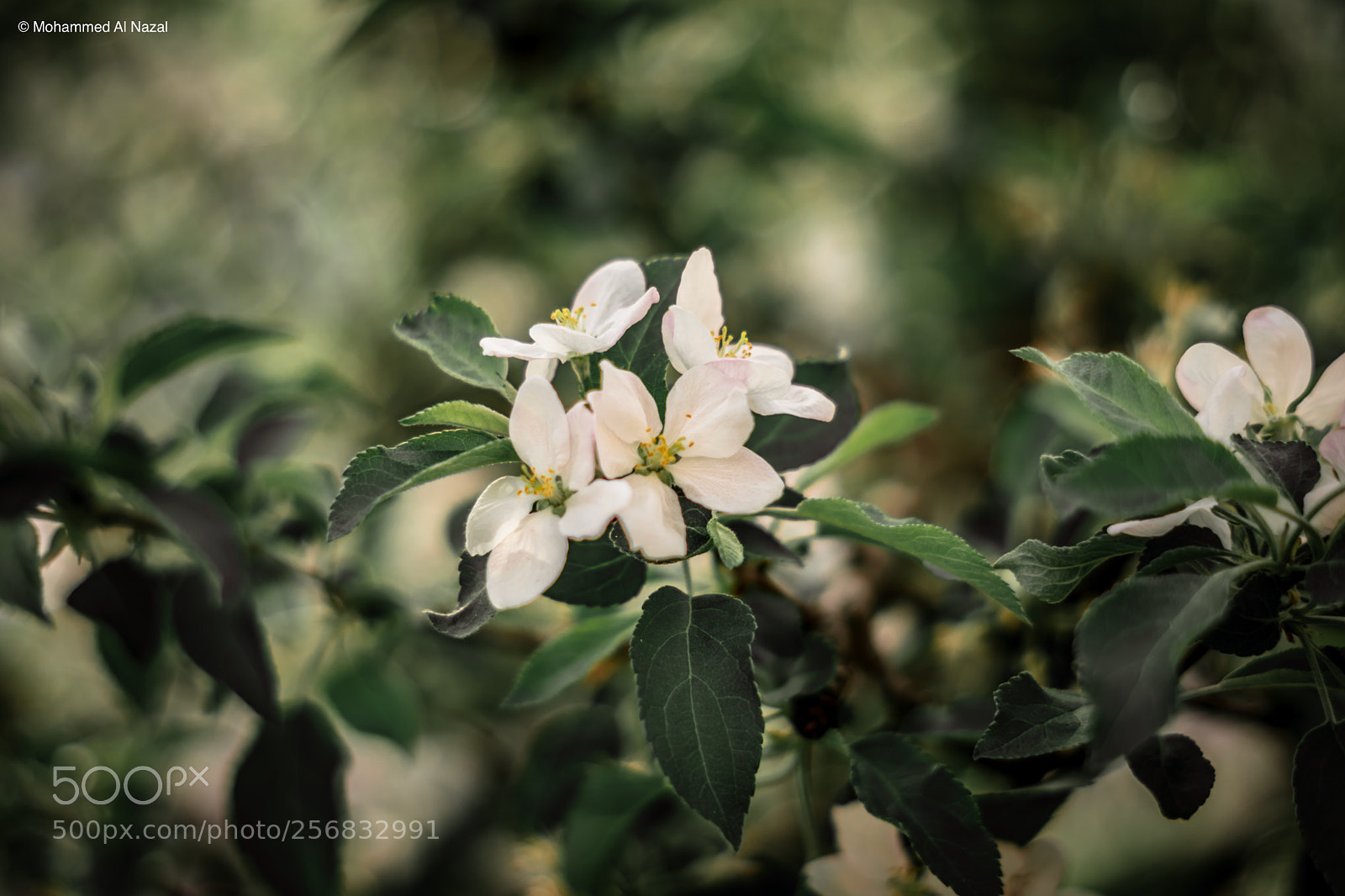 Sony a6300 sample photo. Spring photography
