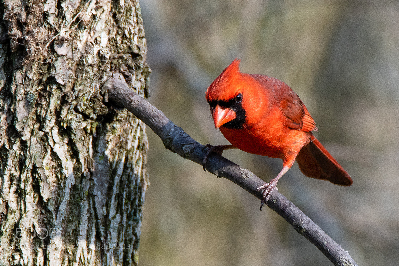 Nikon D850 sample photo. Magic hedge cardinal photography