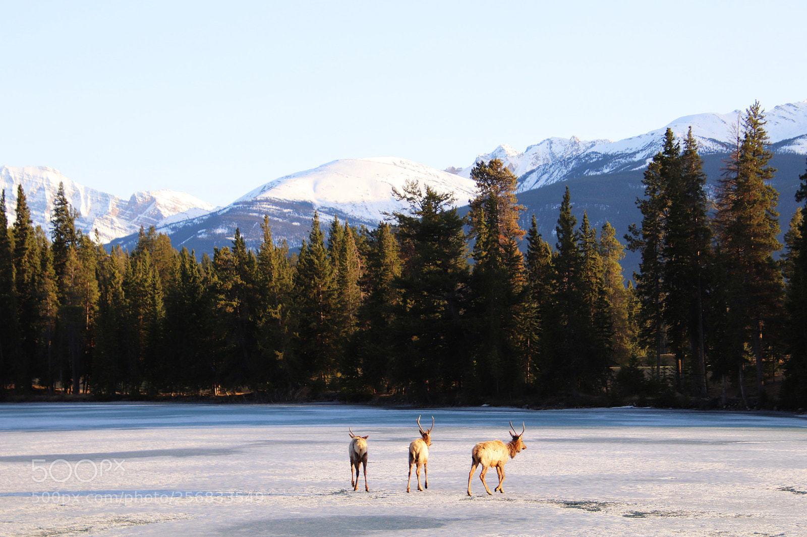 Canon EOS 800D (EOS Rebel T7i / EOS Kiss X9i) sample photo. Elks crossing semi frozen photography
