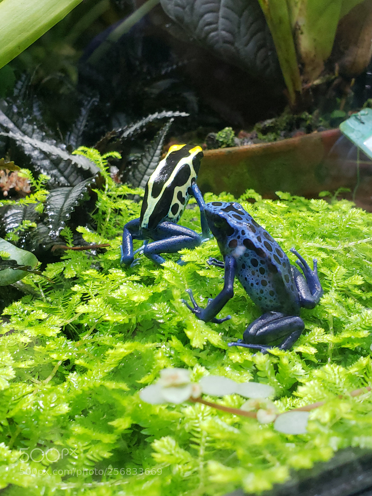 Samsung Galaxy S9+ sample photo. Frogs in selby gardens photography