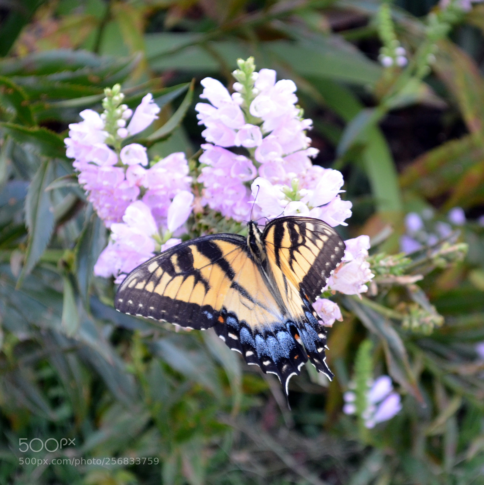 Nikon D5100 sample photo. Yellow butterfly photography