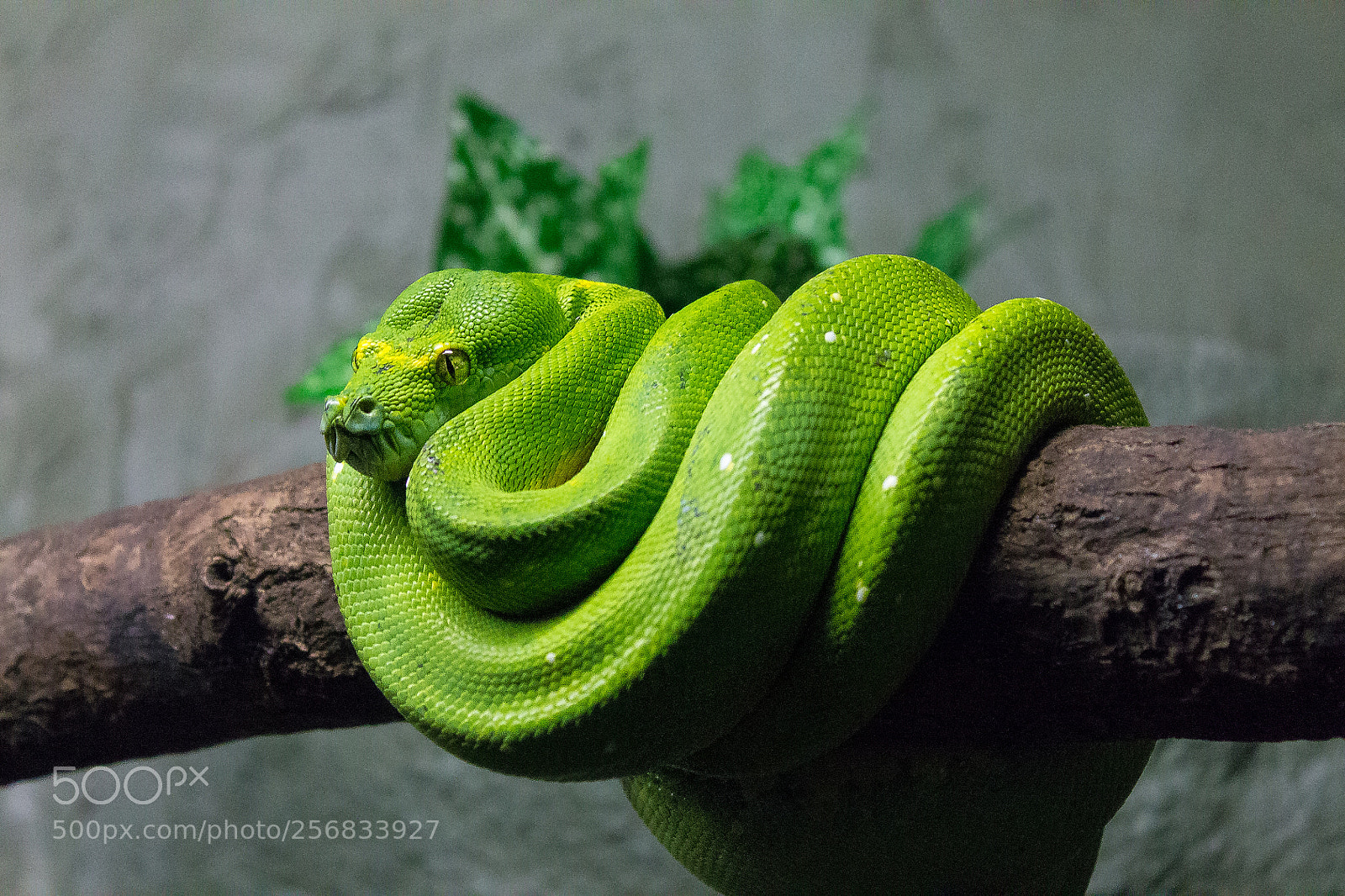 Canon EOS 1100D (EOS Rebel T3 / EOS Kiss X50) sample photo. Snake photography