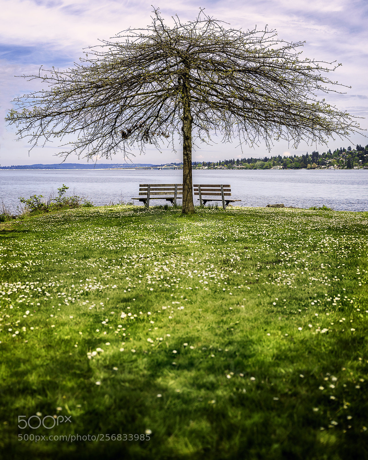 Nikon D810 sample photo. Park life  photography