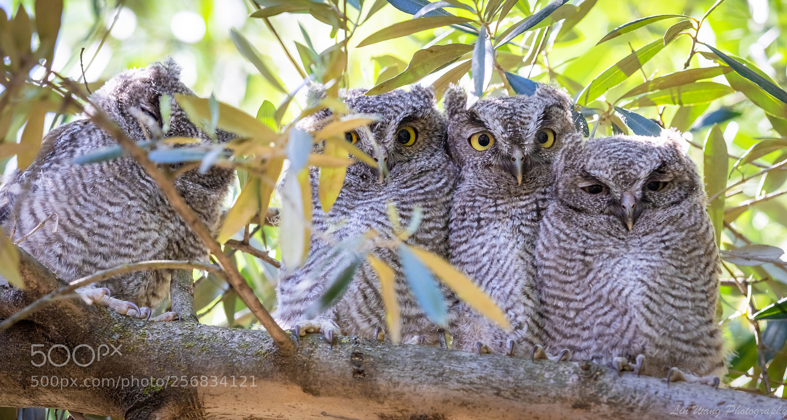 Canon EOS 7D Mark II sample photo. Young screech owls photography
