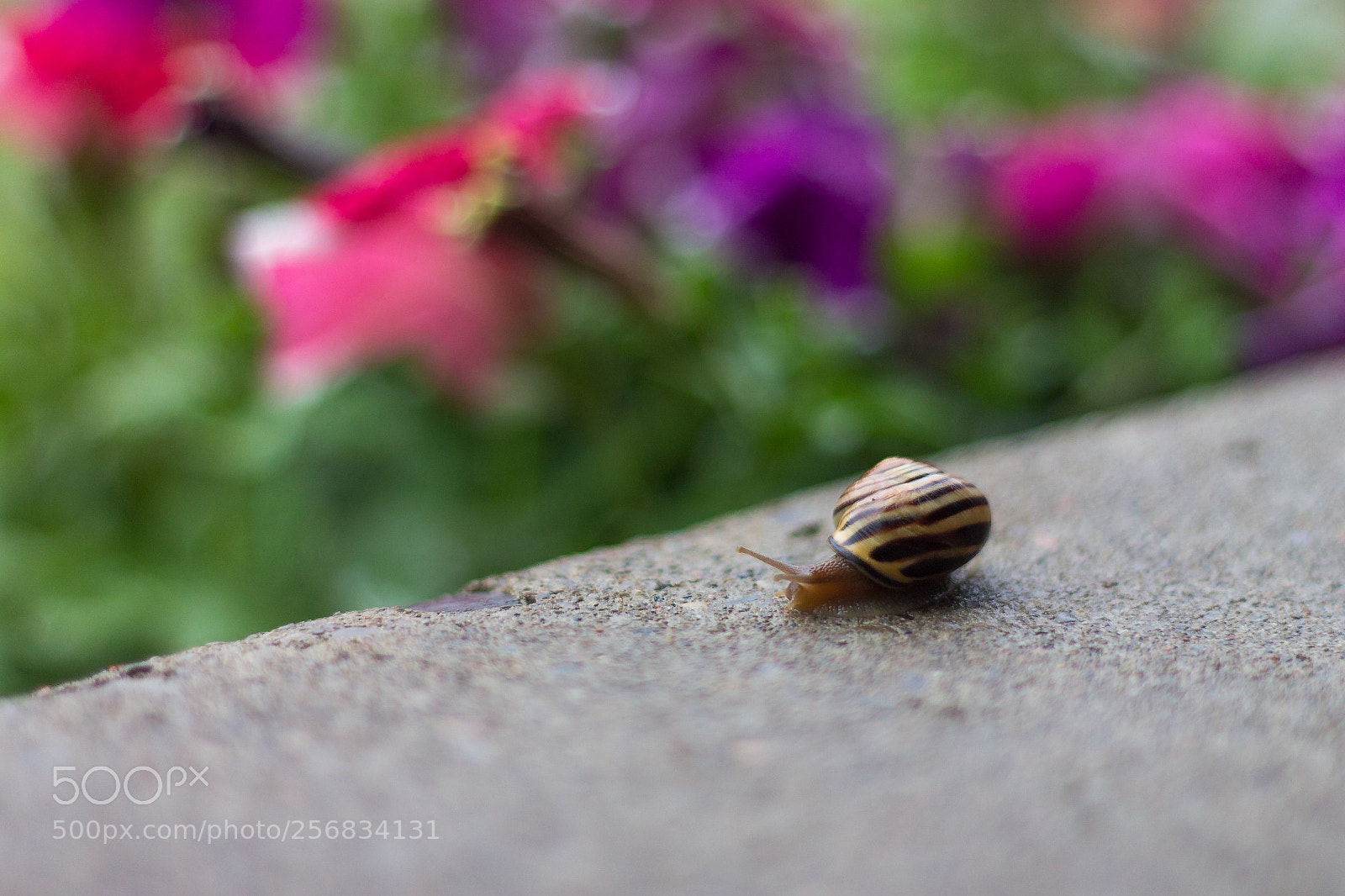 Canon EOS 1100D (EOS Rebel T3 / EOS Kiss X50) sample photo. Snail photography