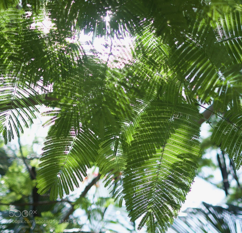Fujifilm X-Pro1 sample photo. Warmth of the sun photography