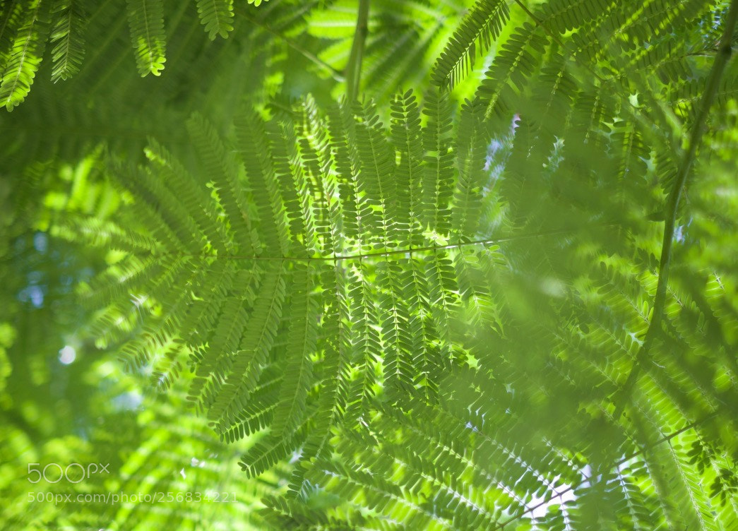 Fujifilm X-Pro1 sample photo. Warmth of the sun photography