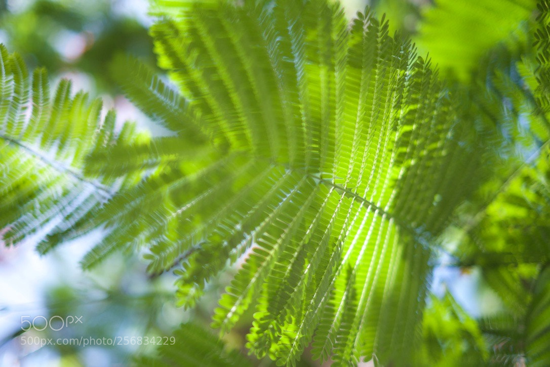 Fujifilm X-Pro1 sample photo. Warmth of the sun photography