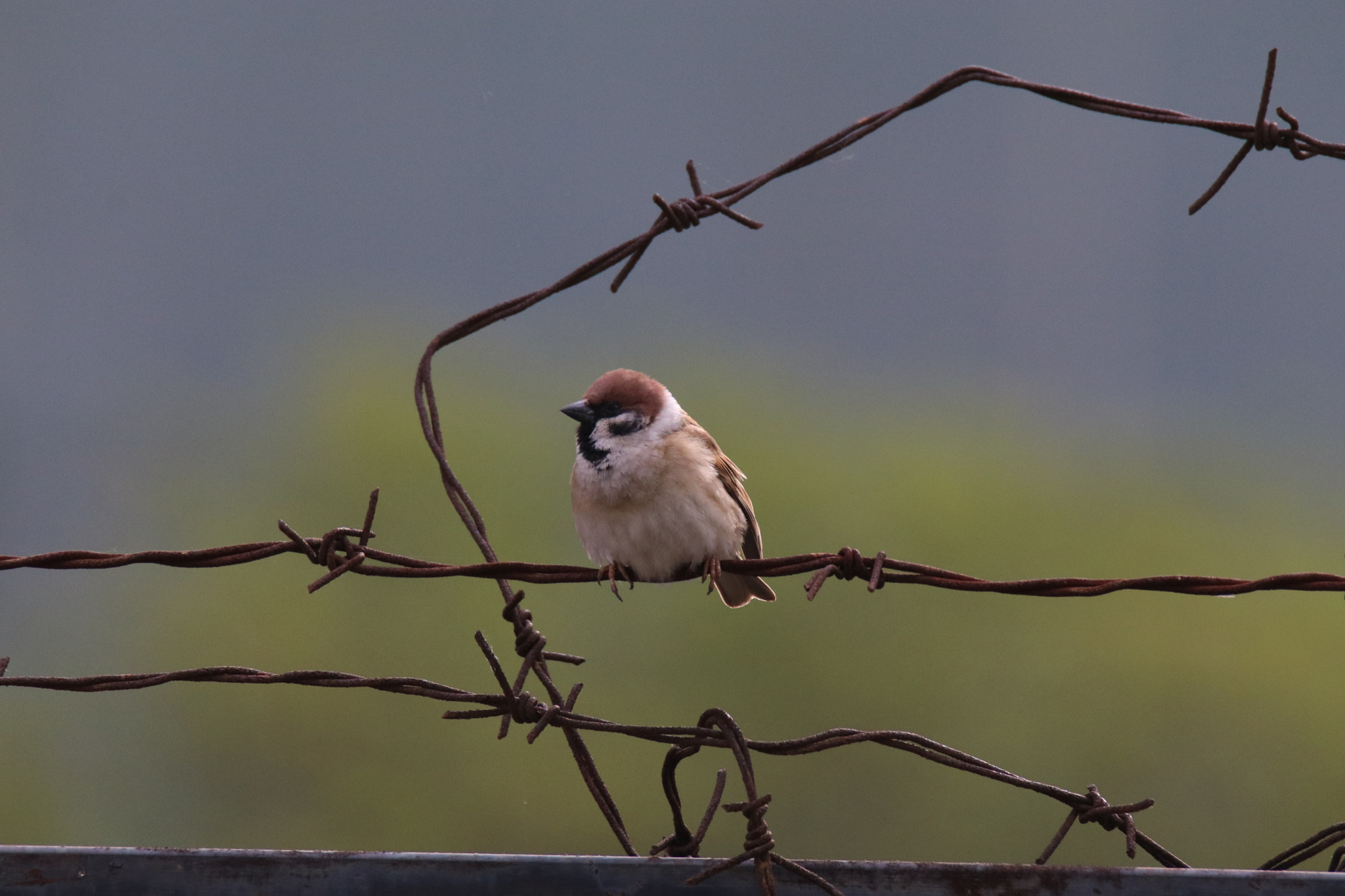 Tamron SP 150-600mm F5-6.3 Di VC USD sample photo. 囚鸟a prisoner photography