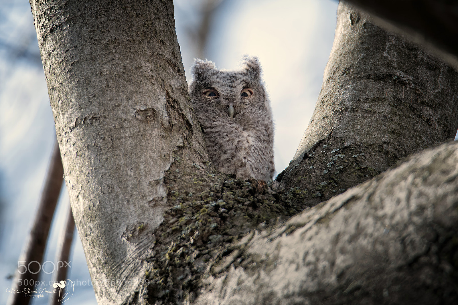 Nikon D500 sample photo. Petit duc photography