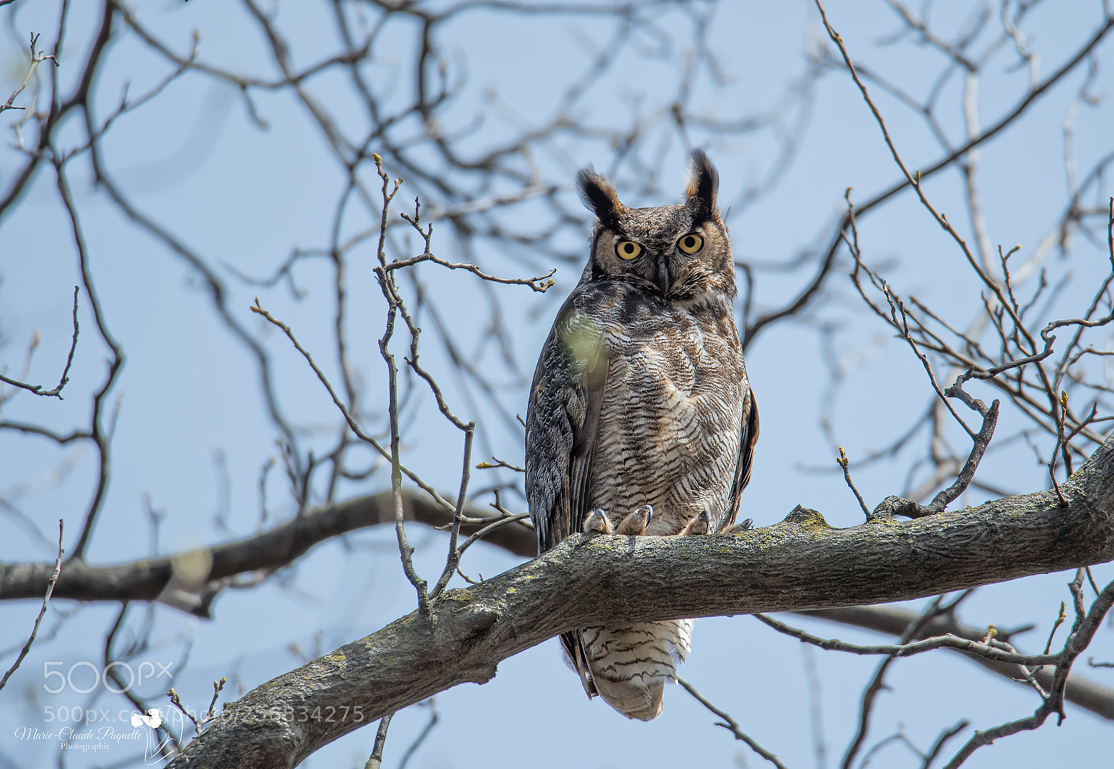 Nikon D500 sample photo. Grand-duc photography
