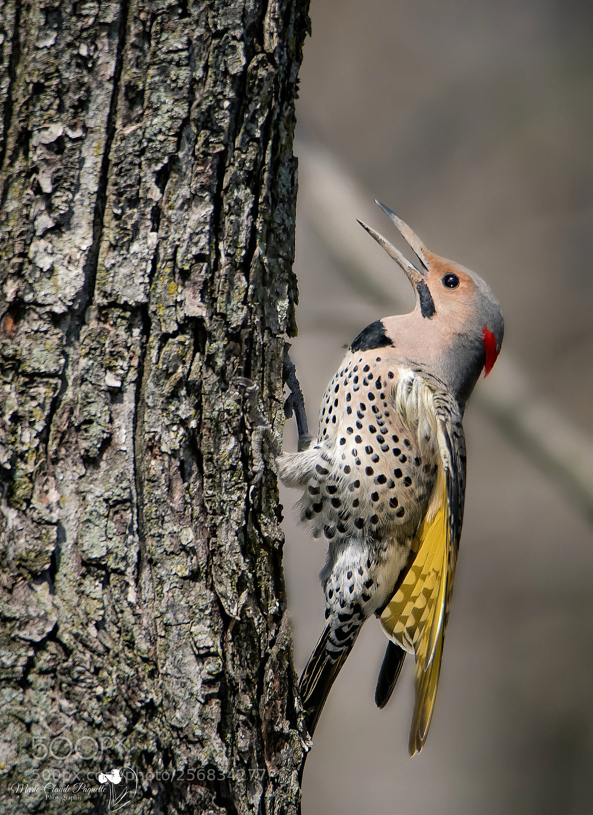 Nikon D500 sample photo. Pic flamboyant photography