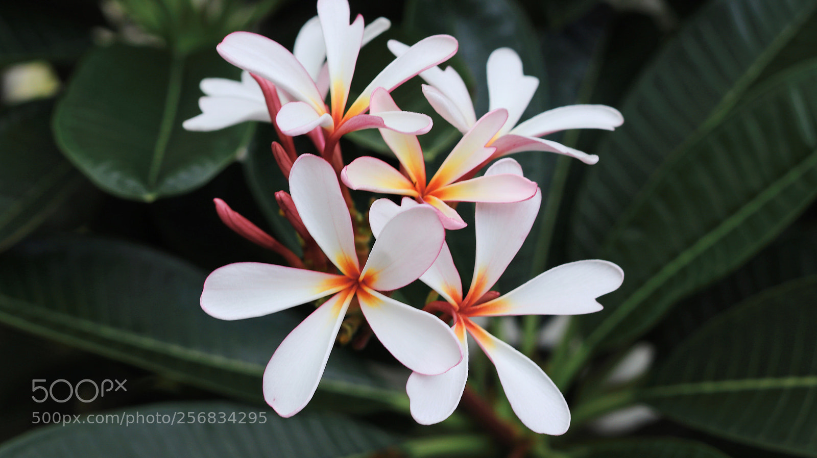 Canon EOS M6 sample photo. Canon eos m6 photography