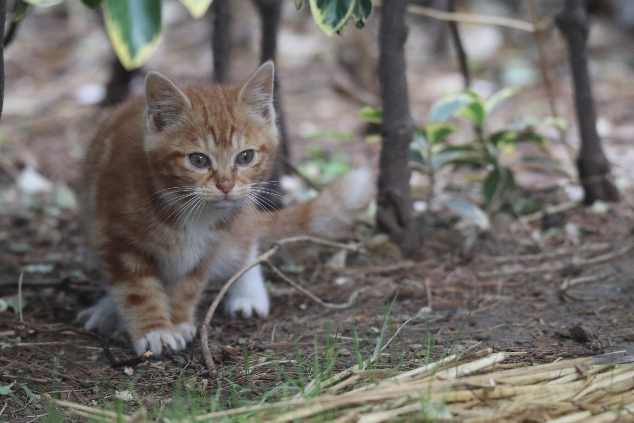 Tamron SP 150-600mm F5-6.3 Di VC USD sample photo. 全神贯注engrossed photography
