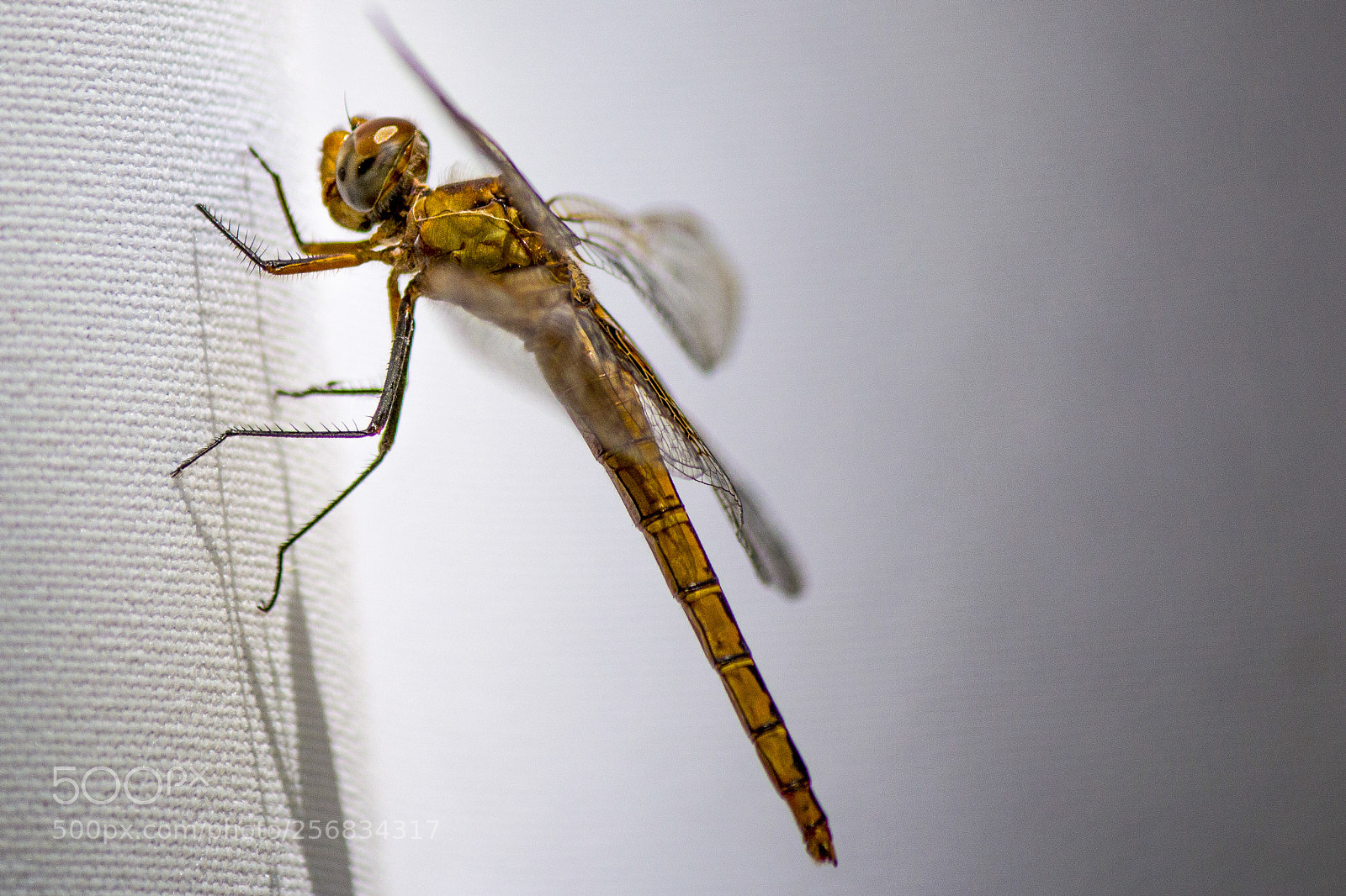 Canon EOS 70D sample photo. Libelula photography