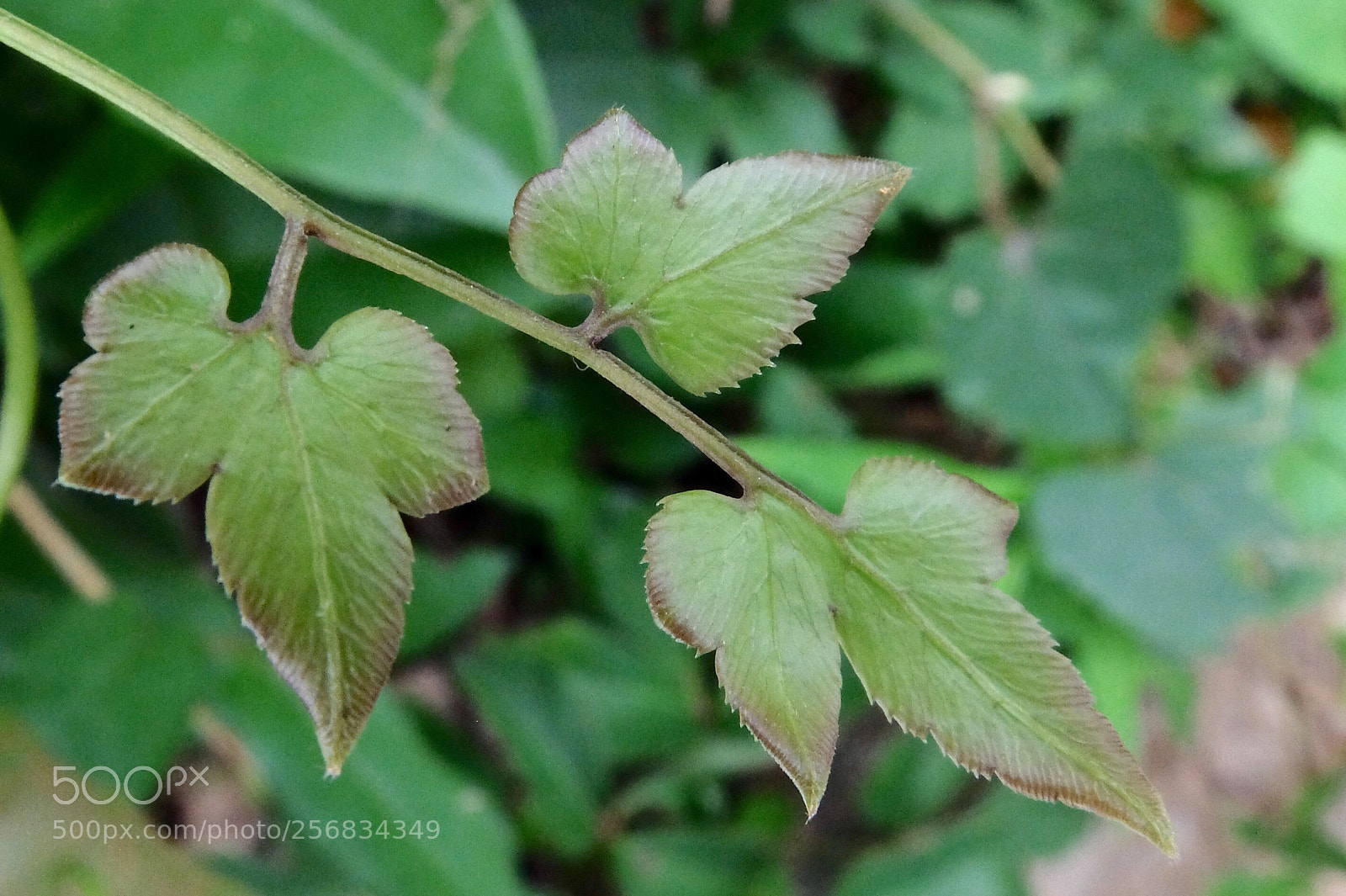 Fujifilm X30 sample photo. Leaf photography
