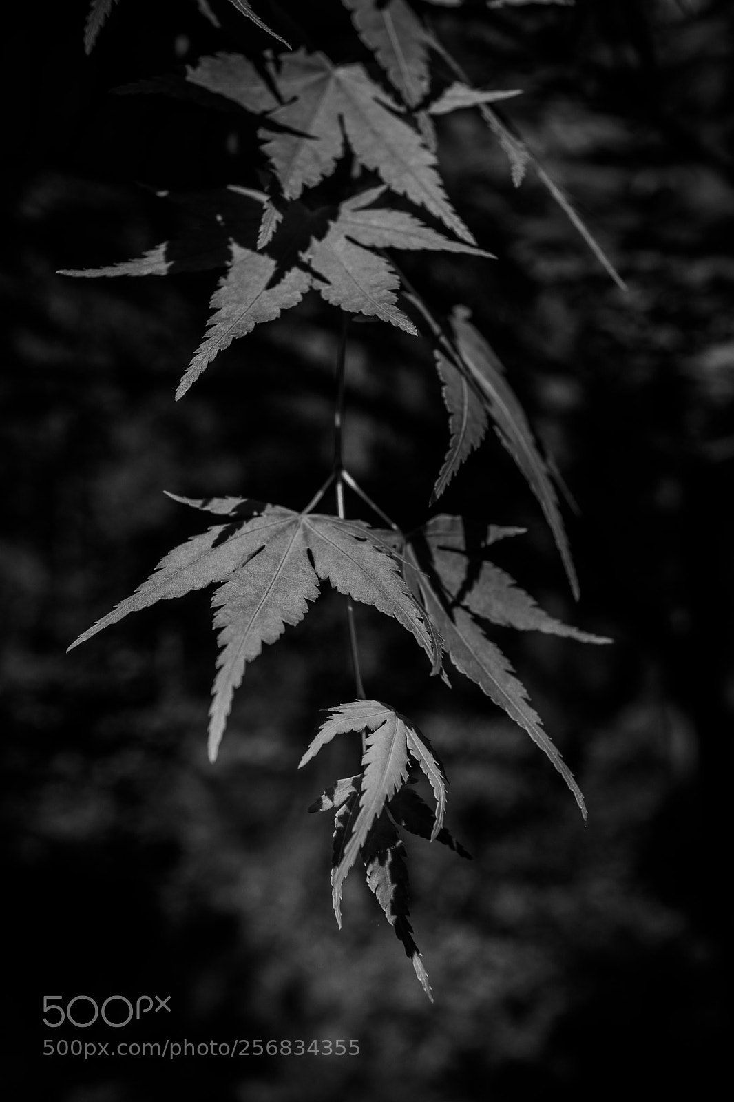 Canon EOS 5D Mark IV sample photo. Positive vibes photography