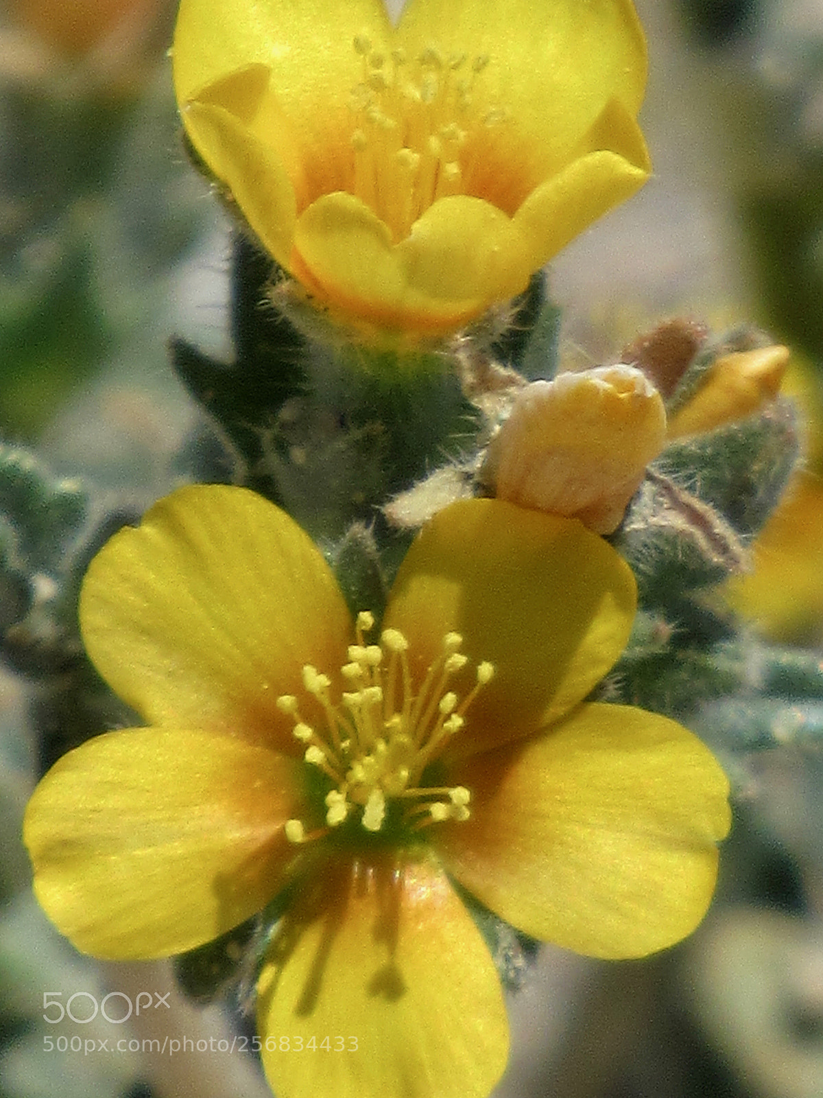 Canon PowerShot SX530 HS sample photo. Flower baskets photography