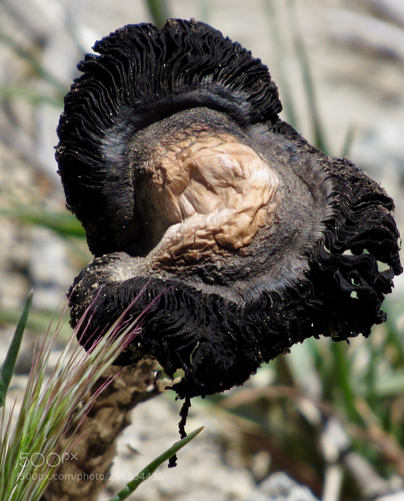 Canon PowerShot SX530 HS sample photo. Fungi photography