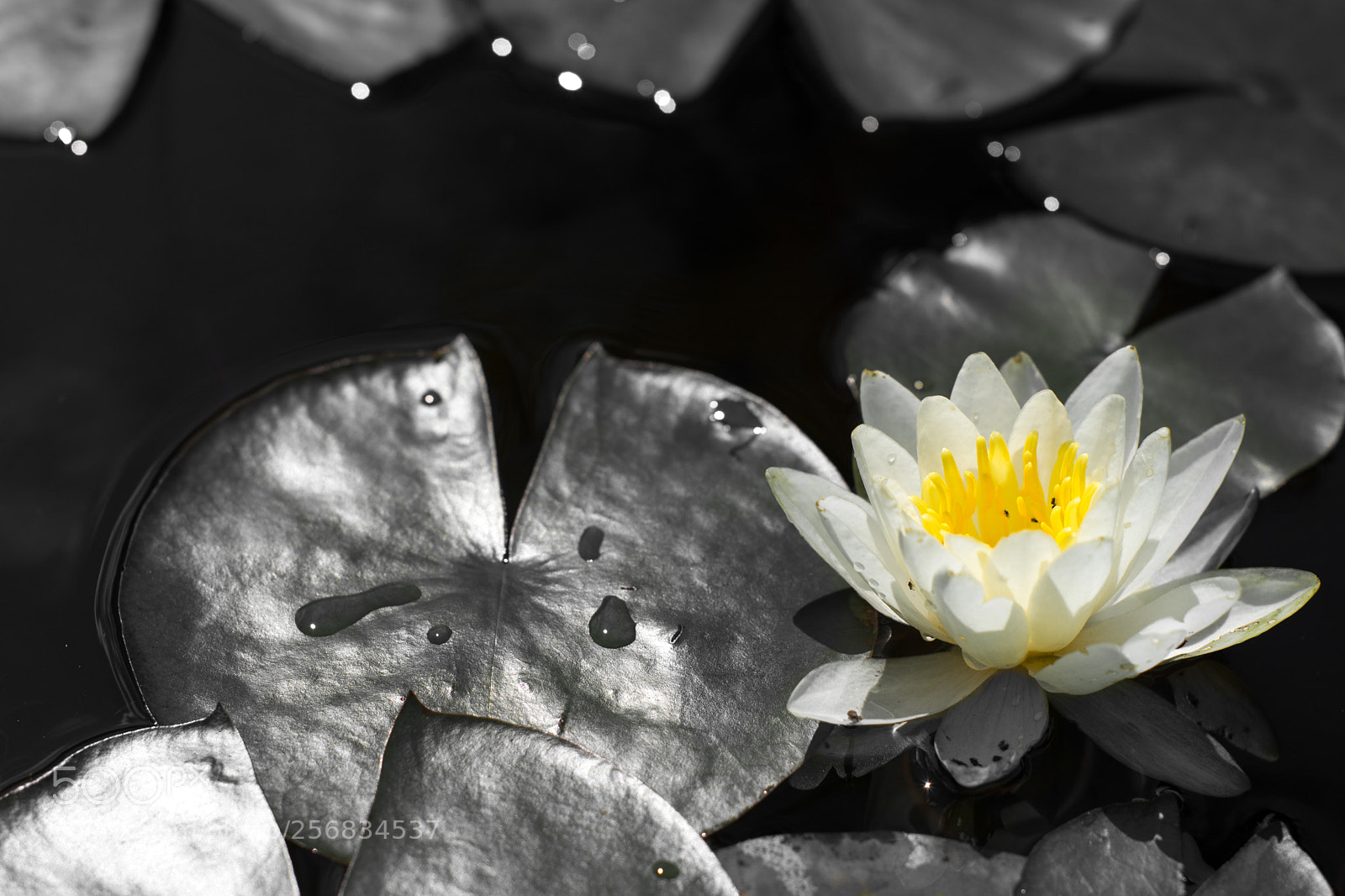 Nikon D7100 sample photo. Water lily photography