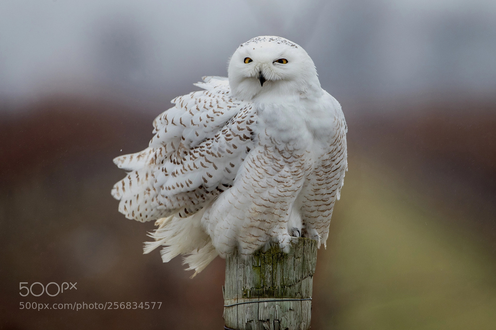 Canon EOS-1D X Mark II sample photo. Snowy owl photography