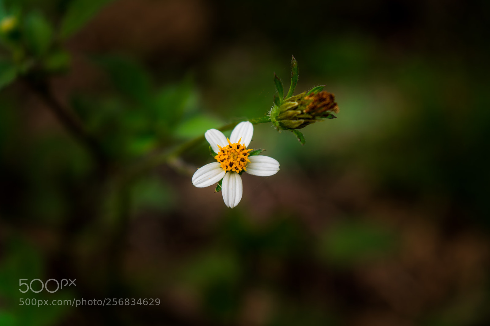 Nikon D3300 sample photo. Flower photography