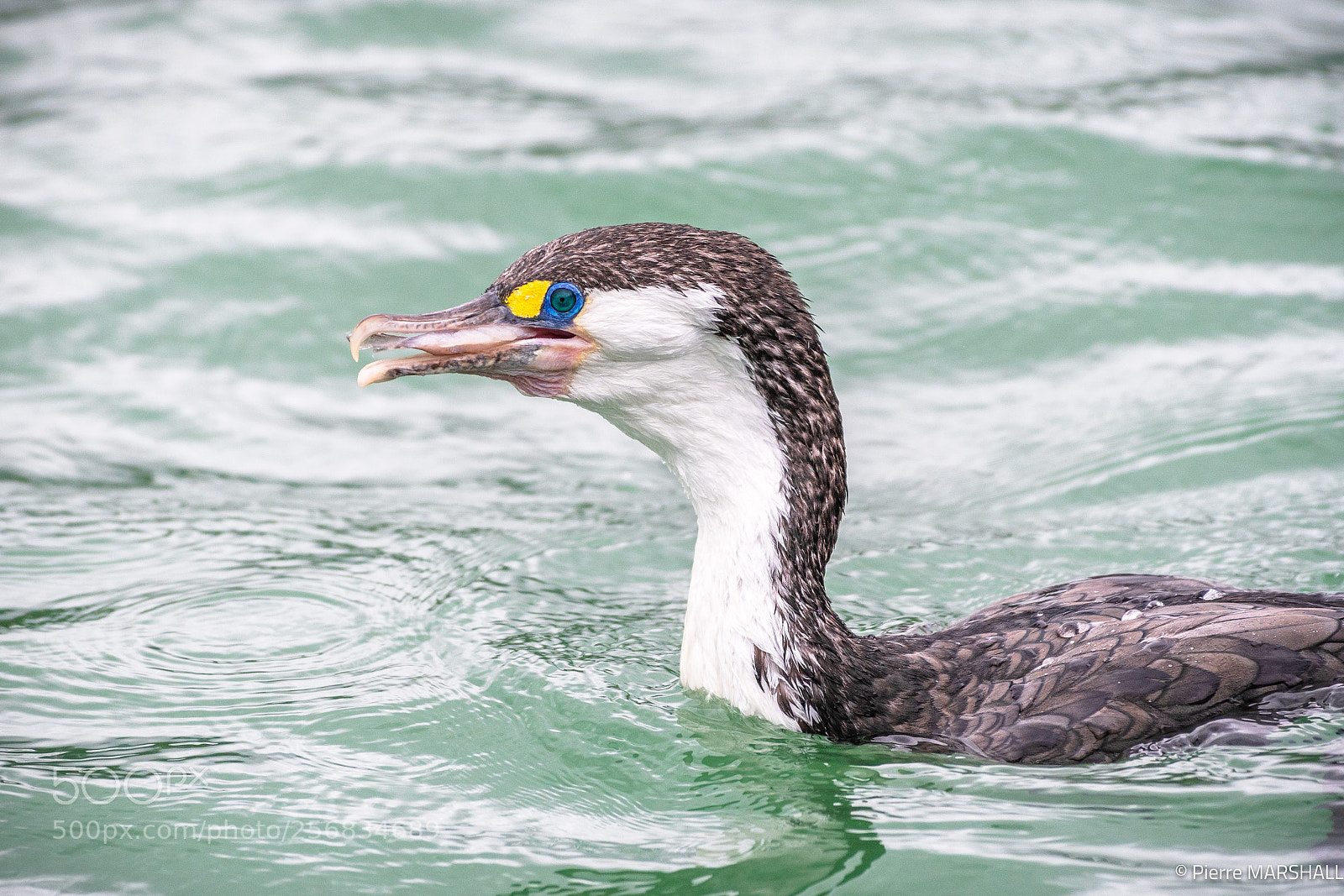 Nikon D500 sample photo. Catch of the day ! photography