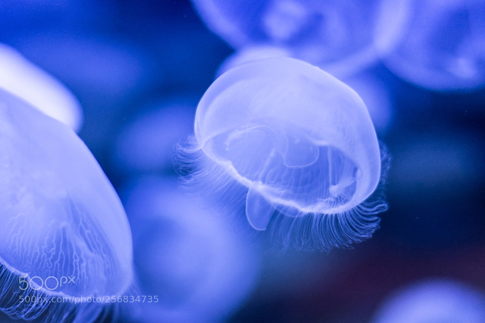 Nikon D7100 sample photo. Jelly fish photography