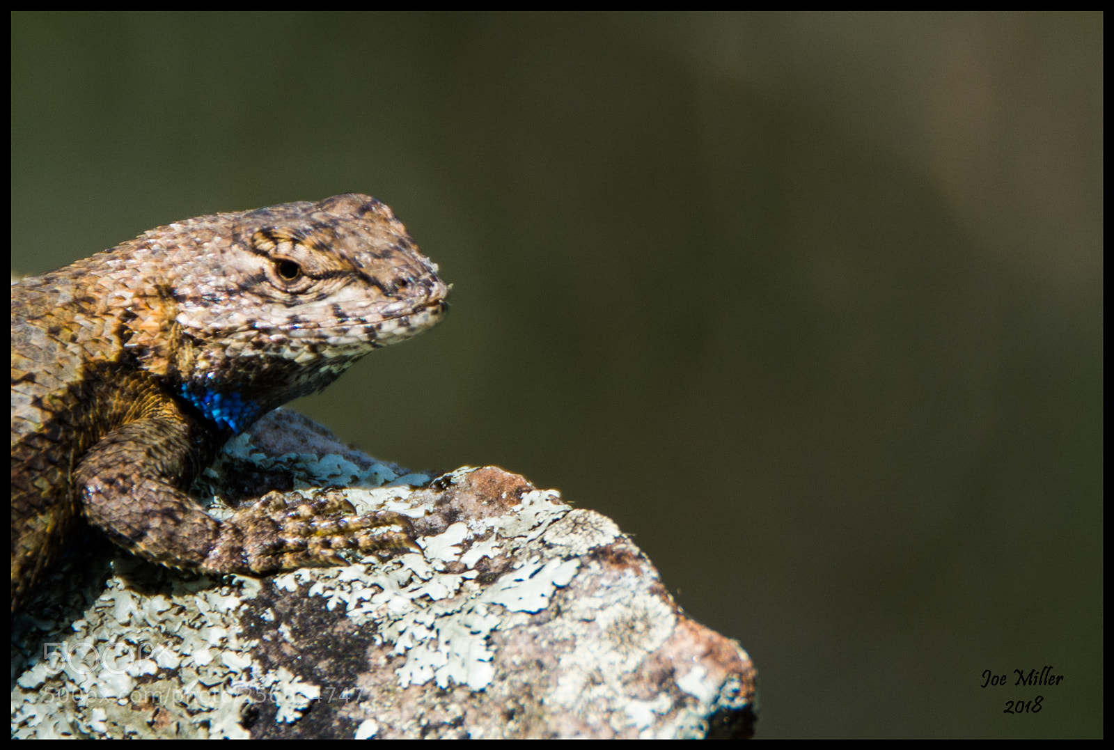 Nikon D7100 sample photo. Fence lizard on a photography