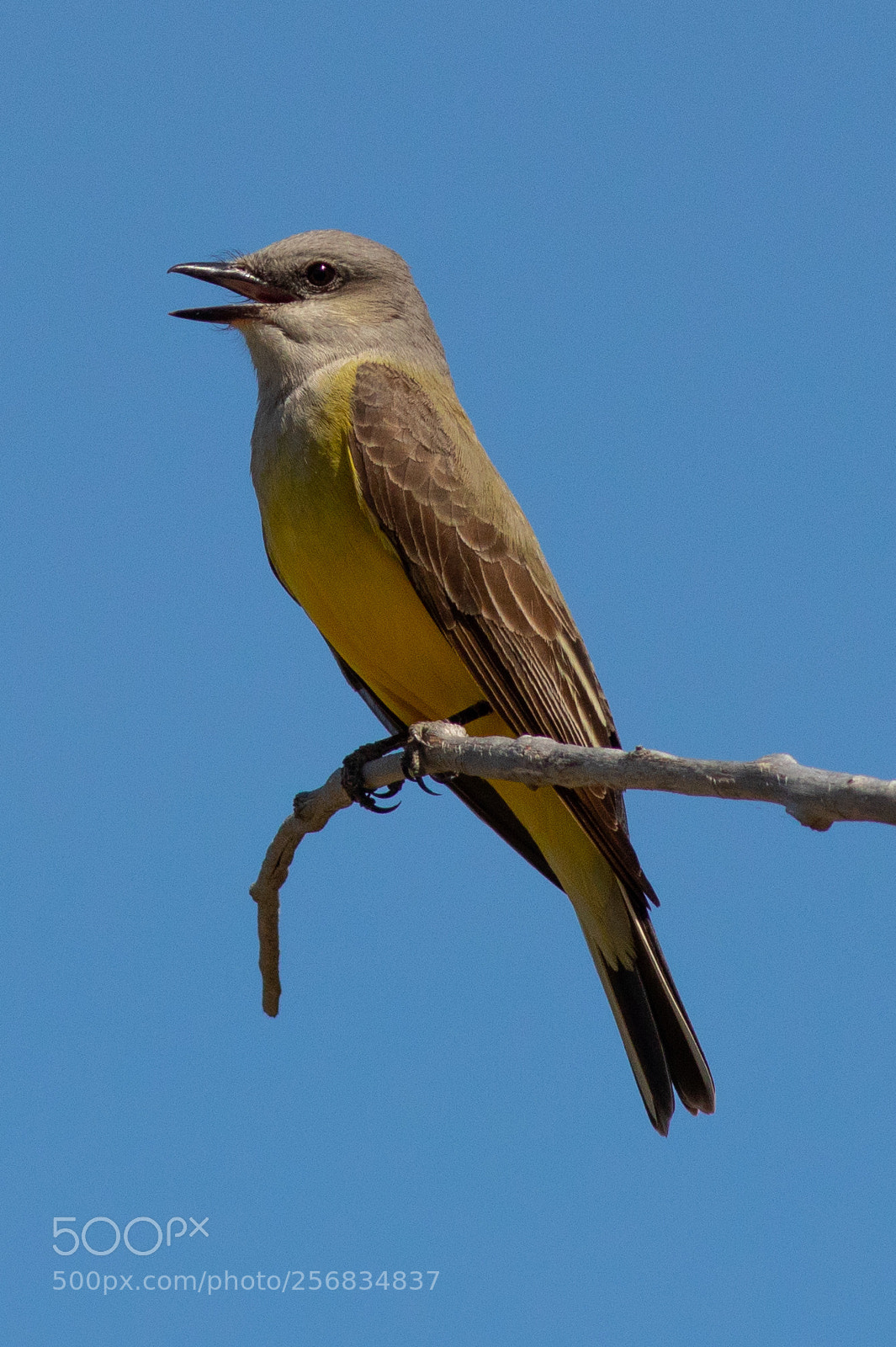 Canon EOS 80D sample photo. Western kingbird photography