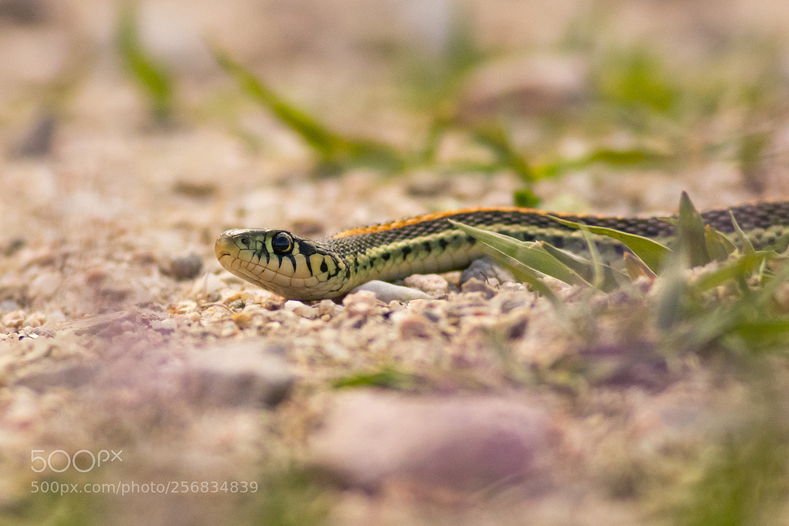 Canon EOS 80D sample photo. Plains garter snake photography