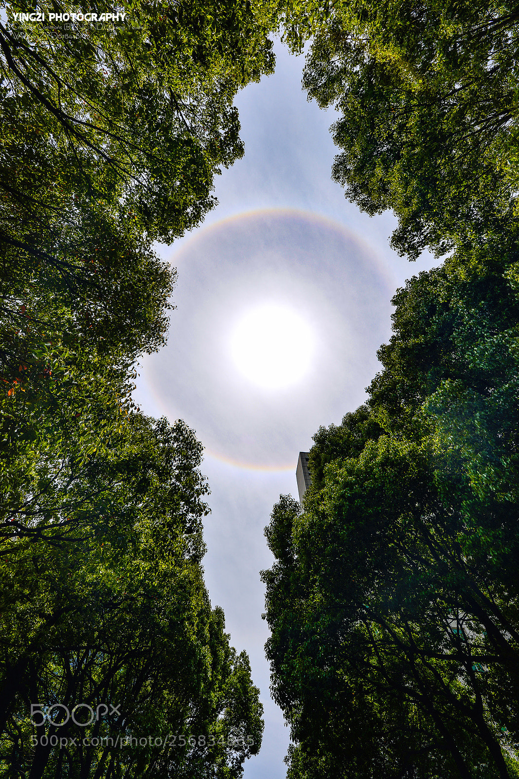 Nikon D800 sample photo. Solar halo photography
