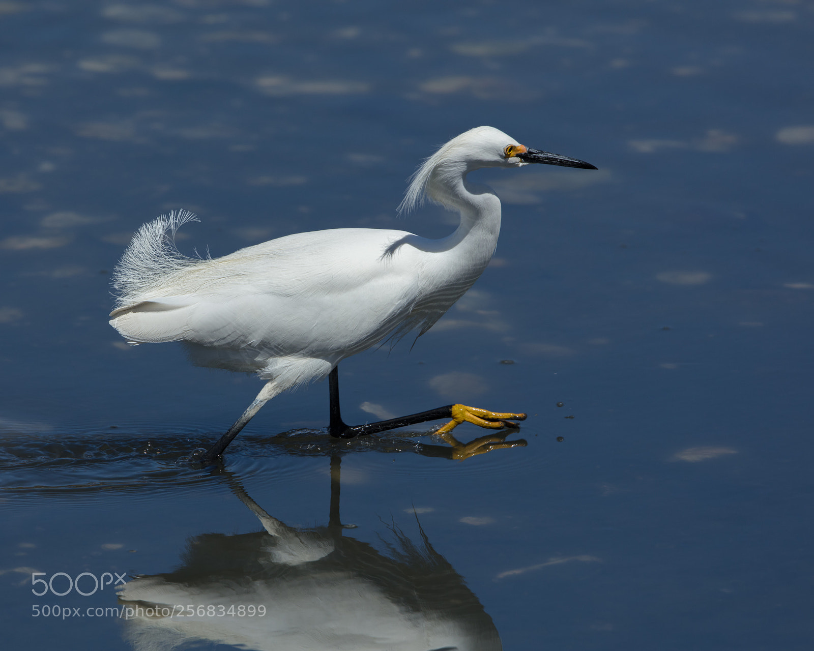 Canon EOS 5DS R sample photo. Walking softly photography