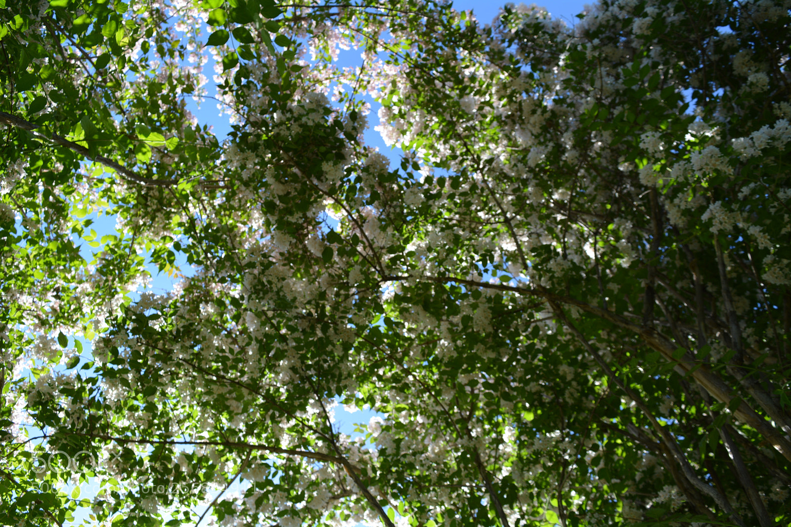 Nikon D5200 sample photo. Flower tree photography