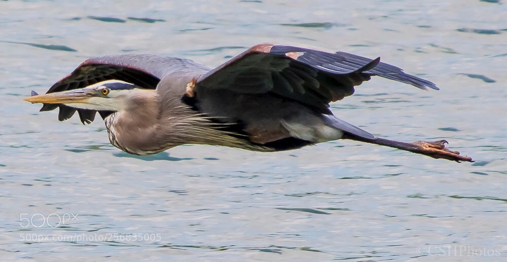 Nikon D500 sample photo. Heron in flight photography