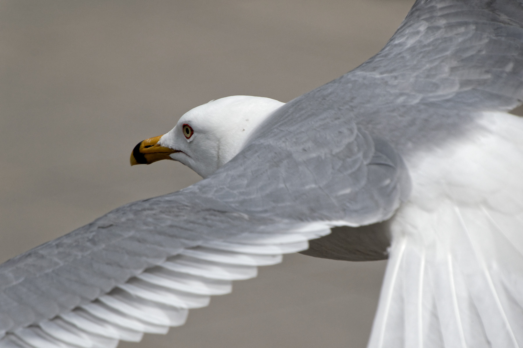 Canon EOS 7D Mark II sample photo. Gull photography