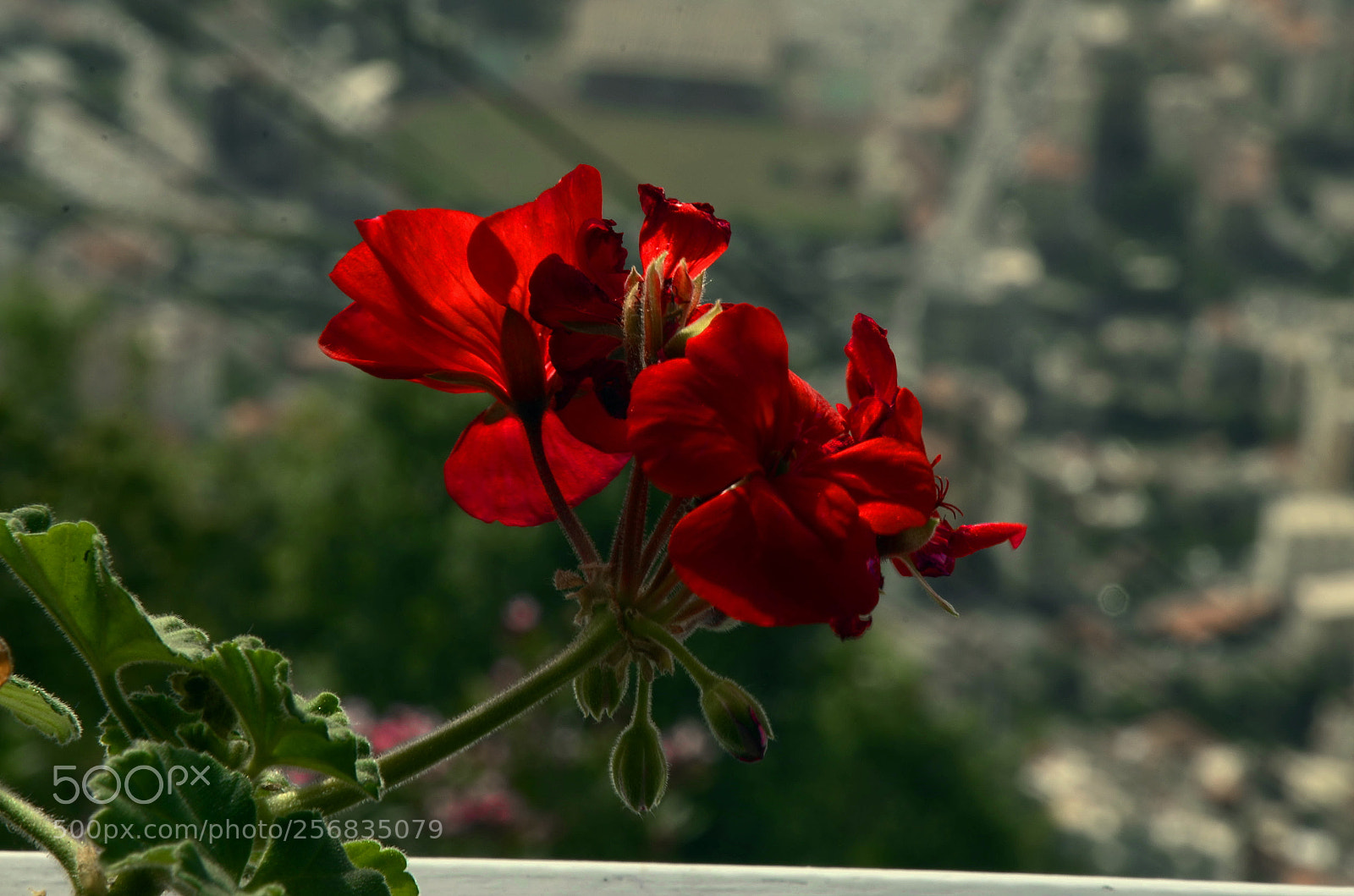 Nikon D7000 sample photo. Roses photography