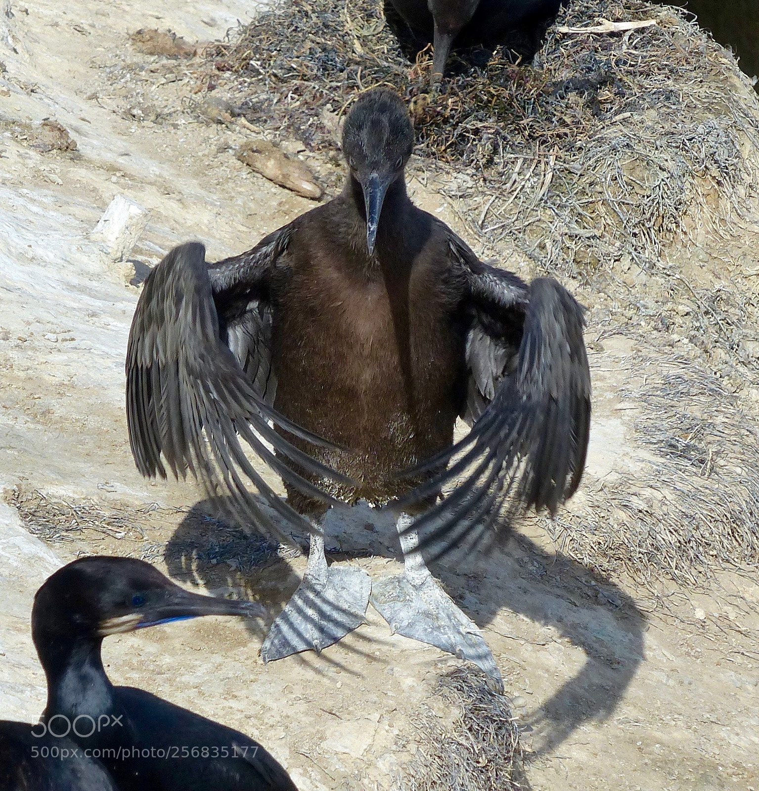 Panasonic Lumix DMC-FZ200 sample photo. Long primary feathers photography